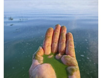 Blue-Green Algae Health Advisory